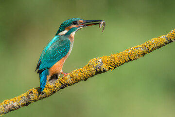 kingfisher on the branch with fish 