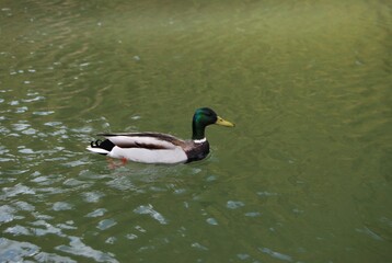 duck on the lake