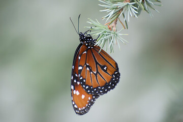 Butterfly 2019-1a / Queen Butterfly (Danaus gilippus)