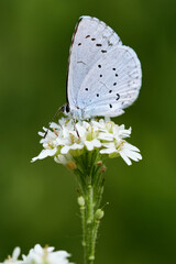 Provencal short-tailed blue butterfly (Cupido alcetas) resting on white flower with green background