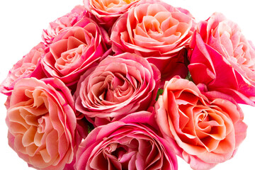 beautiful pink rose isolated