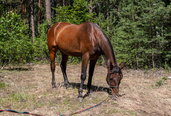 Obraz premium Horse grazing in the pasture. A hound in a field in the background of the forest. A beautiful hound horse for a walk.