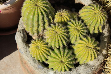 Cactus in a pot / cactus en una maceta 