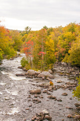 A mountain stream lined with trees showing autumn fall colors in Adirondack National Park in Upper New York