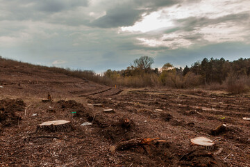 Tree stumps after deforestation near a forest.
