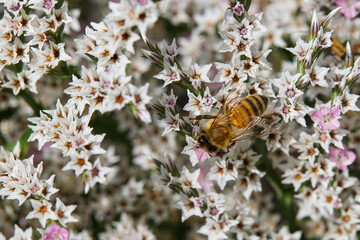 A honey bee pollinating a Goniolimon tataricum flower