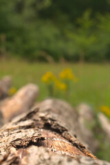 Der Holzstamm mit der gelben Blume!