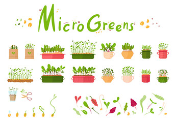 Microgreen. Set of sprouts and plants in pots, on a white background