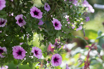 Obraz premium flower