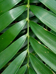 Fototapeta na wymiar Leaf detail (Zamia pumila)