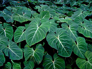 Tropical foliage (Philodendron gloriosum) © Wagner Campelo