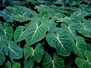 Foto op Canvas Tropical foliage (Philodendron gloriosum) © Wagner Campelo
