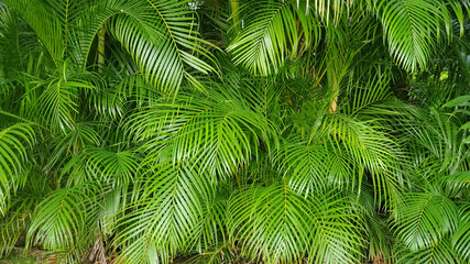 green palm leaves pattern 