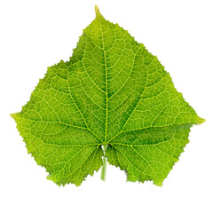 Green cucumber leaf, back light, isolated on white