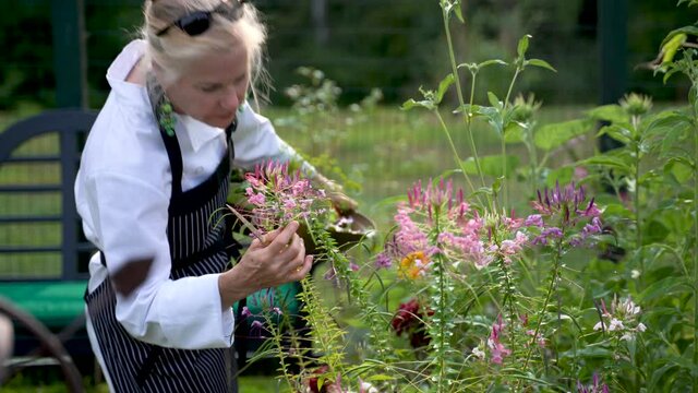 Pretty blonde chef farmer wipes her brow and walks through garden holding bowl of fresh organic vegetables.