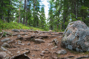 Small path trail in a Finnish forest