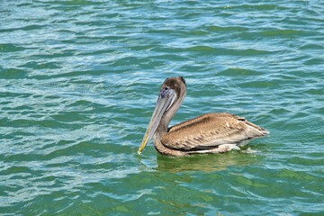 Pelican in the Gulf of Mexico enjoying the surf and sun 
