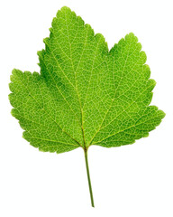 Black currant leaf on white background