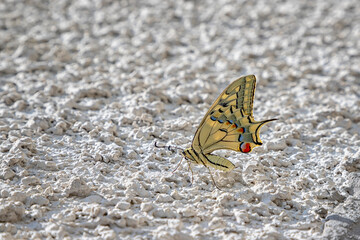Fototapeta na wymiar Colorful butterfly sitting on the white wall, blurred background with copy space