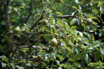 Pear Williams tree detail with young fruits in the middle of the summer. The fruits are growing and ripening. Suitable as background because of pleasant shades of green.