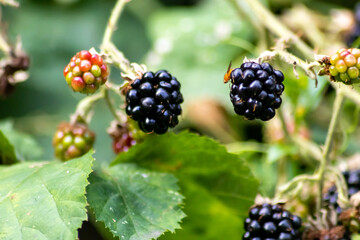Healthy lifestyle with ripe blackberries grown in your own garden and rich in vitamins are the perfect basis for a delicious smoothie with fruits
