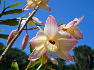 Orchids (Dendrobium) against blue sky