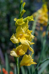 Fototapeta premium Gladiolus hortulanus garden ornamental plant in bloom, yellow flowering flowers on long tall stem