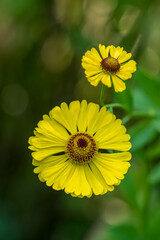 Helenium autumnale common sneezeweed in bloom, bunch of yellow brown flowering flowers