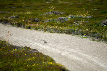 Bird on the road, Denmark