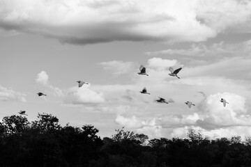 herons birds flying black and white