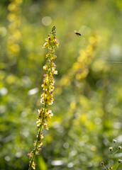 Verbascum nigrum, the black mullein or dark mullein. Flowering meadow. Place for text.