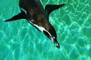 penguin in water
