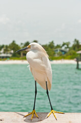 front view, close distance of a snowey egret, standing on a wood railing of a wood pier, jutting out into tropical water of gulf of Mexico, waiting for a hand out of food