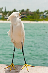 front view, close distance of a snowey egret, standing on a wood railing of a wood pier, jutting out into tropical water of gulf of Mexico, waiting for a hand out of food