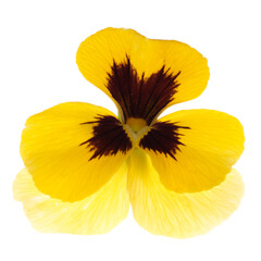 Yellow violet flower isolated on white