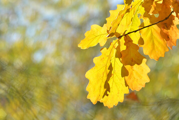 yellow autumn leaves