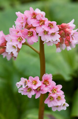 Bergonia flower portrait. sp Baby Doll.