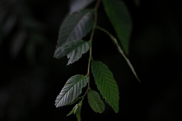 green leaves on black