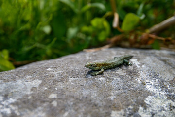 Common Lizard