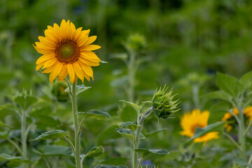 Sustainable agriculture field of sunflowers in summer shows a blooming mono culture of plantation...