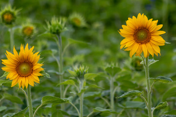 Sustainable agriculture field of sunflowers in summer shows a blooming mono culture of plantation growing as organic food and beautiful meadow for bees and honey production