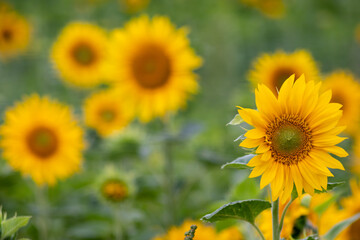 Sustainable agriculture field of sunflowers in summer shows a blooming mono culture of plantation...