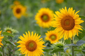 Obraz premium Sustainable agriculture field of sunflowers in summer shows a blooming mono culture of plantation growing as organic food and beautiful meadow for bees and honey production