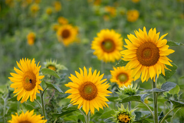 Sustainable agriculture field of sunflowers in summer shows a blooming mono culture of plantation growing as organic food and beautiful meadow for bees and honey production