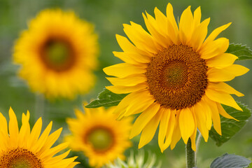 Sustainable agriculture field of sunflowers in summer shows a blooming mono culture of plantation...