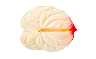 beautiful anthurium flower isolated