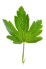 Gooseberry leaf isolated on white background