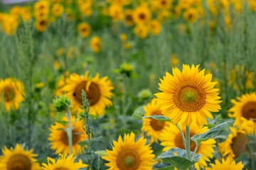 Sustainable agriculture field of sunflowers in summer shows a blooming mono culture of plantation growing as organic food and beautiful meadow for bees and honey production
