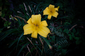 Fototapeta na wymiar yellow flowers in the garden