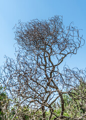 tree - arbre